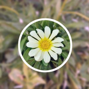 国产精品自在线拍
