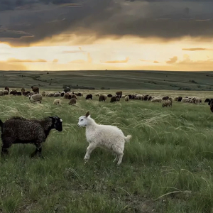 极品裸体歌舞XXXXHD
