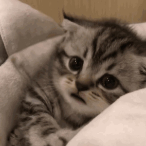 阿龟婚礼检验新娘
