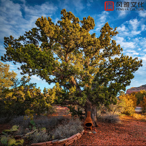 双飞麻将馆老板娘的背景资料
