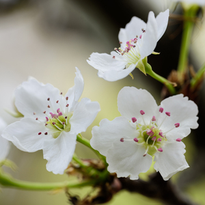 熟女玩小男生的小嫩茎视频
