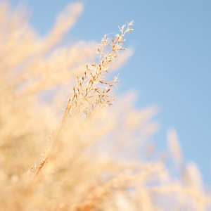 女人与狗乱伦视频
